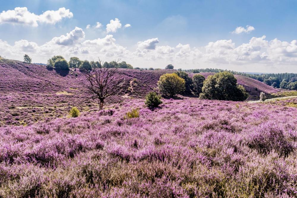 Sfeervolle Chalet Op De Veluwe In Hoenderloo Hotel Bagian luar foto